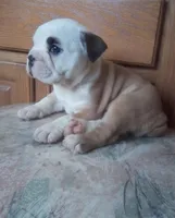 Jet, a male English Bulldog for sale in Toms River, NJ – 2 of 10