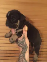 Jake, a male English Bulldog for sale in Toms River, NJ – 2 of 10