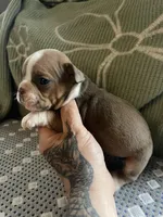 Marvin, a male English Bulldog for sale in Toms River, NJ – Photo 5 of 9