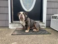 Marvin, a male English Bulldog for sale in Toms River, NJ – Photo 2 of 9