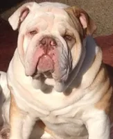 Marvin, a male English Bulldog for sale in Toms River, NJ – Photo 8 of 9