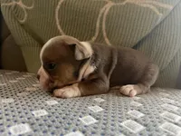 Marvin, a male English Bulldog for sale in Toms River, NJ – Photo 1 of 9