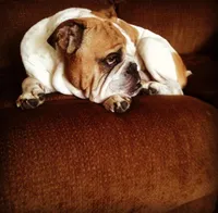 Marvin, a male English Bulldog for sale in Toms River, NJ – Photo 7 of 9