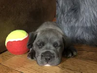 Pup3, a female Cane Corso for sale in Toms River, NJ – 2 of 9