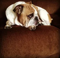 Tug, a male English Bulldog for sale in Toms River, NJ – 8 of 9