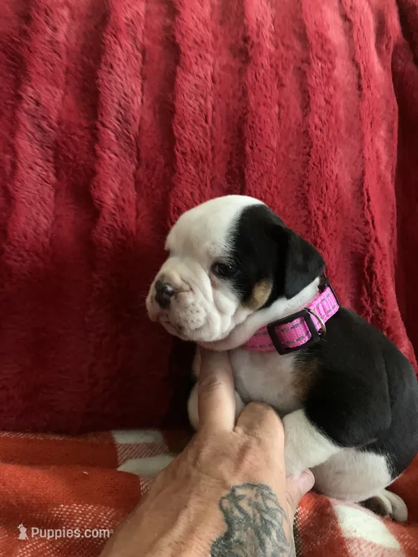 Annie – English Bulldog puppy for sale in Toms River, NJ