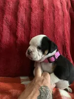 Annie, a female English Bulldog for sale in Toms River, NJ – 1 of 7