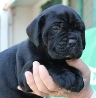 Pup2, a male Cane Corso for sale in Toms River, NJ – 2 of 7