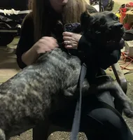 Rex, a male Cane Corso for sale in Toms River, NJ – Photo 3 of 10