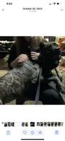 Pup4, a female Cane Corso for sale in Toms River, NJ – 4 of 6