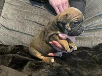 Tug, a male English Bulldog for sale in Toms River, NJ – 2 of 9