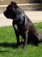 Pup2, a male Cane Corso for sale in Toms River, NJ – 5 of 7