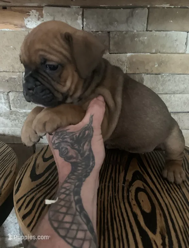 Tug – English Bulldog puppy for sale in Toms River, NJ