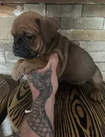 Tug, a male English Bulldog for sale in Toms River, NJ – 1 of 9