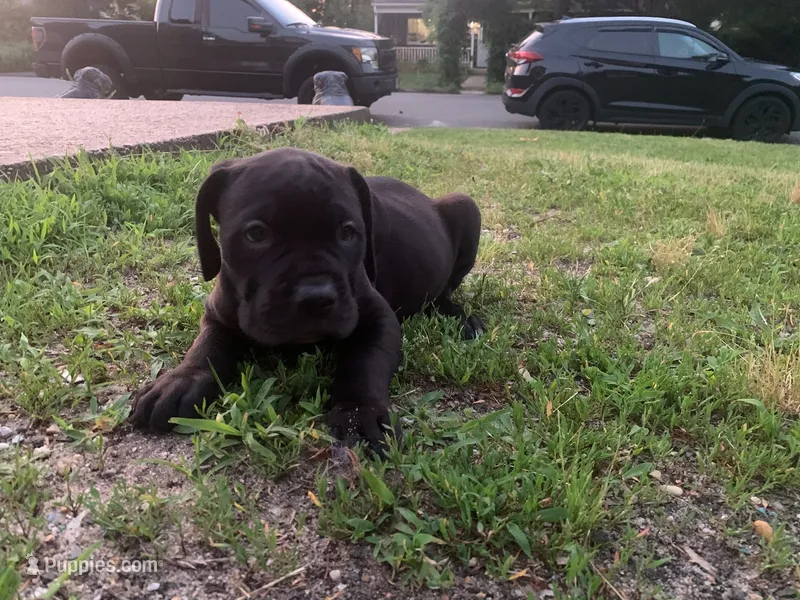 Pup4 – Cane Corso puppy for sale in Toms River, NJ