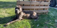 Pup3, a female Cane Corso for sale in Toms River, NJ – 6 of 9