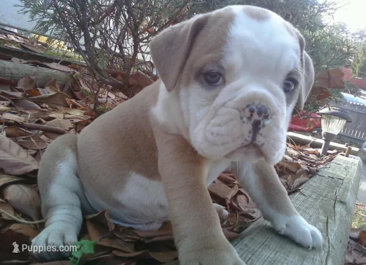 Jet – English Bulldog puppy for sale in Toms River, NJ