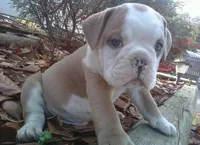 Jet, a male English Bulldog for sale in Toms River, NJ – 1 of 10