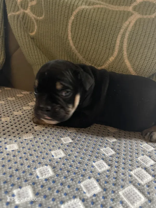 Black and Tan, a male English Bulldog for sale in Toms River, NJ – Photo 1 of 8