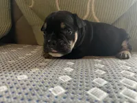 Black and Tan, a male English Bulldog for sale in Toms River, NJ – Photo 2 of 8
