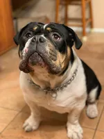 Black and Tan, a male English Bulldog for sale in Toms River, NJ – Photo 6 of 8