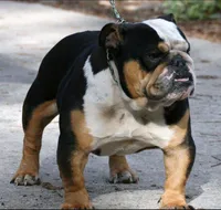 Black and Tan, a male English Bulldog for sale in Toms River, NJ – Photo 5 of 8