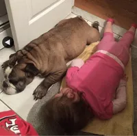 Black and Tan, a male English Bulldog for sale in Toms River, NJ – Photo 3 of 8