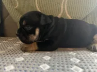 Black and Tan, a male English Bulldog for sale in Toms River, NJ – Photo 4 of 8
