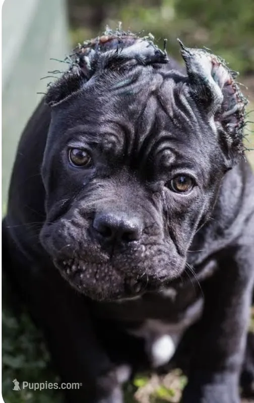 Pup4 – Cane Corso puppy for sale in Toms River, NJ
