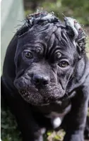 Pup4, a female Cane Corso for sale in Toms River, NJ – 1 of 7