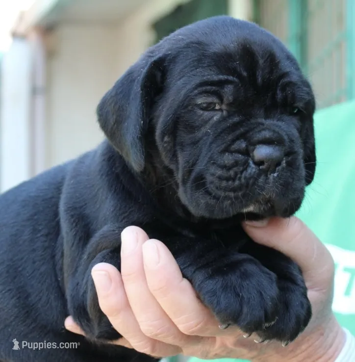 Pup1 – Cane Corso puppy for sale in Toms River, NJ