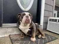 Peanut, a female English Bulldog for sale in Toms River, NJ – 7 of 8