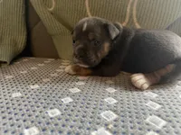 Blue, a male English Bulldog for sale in Toms River, NJ – Photo 2 of 10