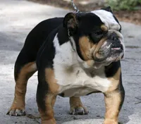 Blue, a male English Bulldog for sale in Toms River, NJ – Photo 7 of 10