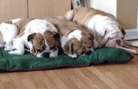 Blue, a male English Bulldog for sale in Toms River, NJ – Photo 9 of 10