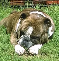 Blue, a male English Bulldog for sale in Toms River, NJ – Photo 8 of 10