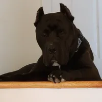 Pup3, a female Cane Corso for sale in Toms River, NJ – 8 of 9