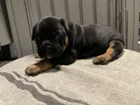 Zena, a female English Bulldog for sale in Toms River, NJ – 4 of 10