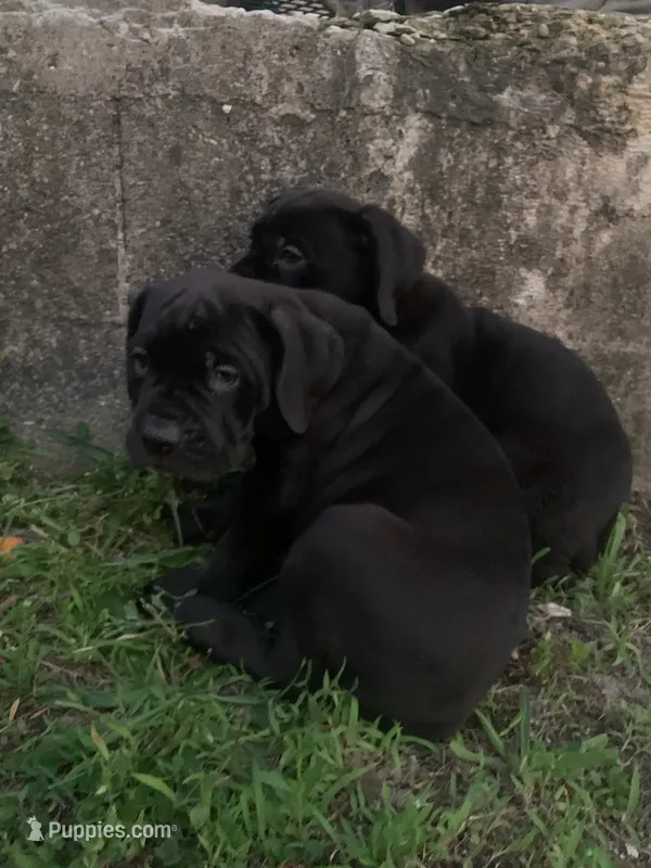 Pup2 – Cane Corso puppy for sale in Toms River, NJ