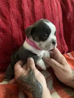 Deja blue, a female English Bulldog for sale in Toms River, NJ – 2 of 9