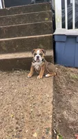 Peanut, a female English Bulldog for sale in Toms River, NJ – 2 of 8