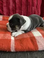 Deja blue, a female English Bulldog for sale in Toms River, NJ – 3 of 9