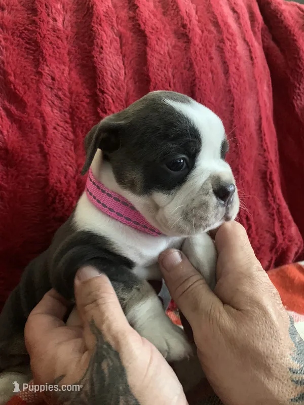 Deja blue – English Bulldog puppy for sale in Toms River, NJ