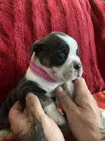 Deja blue, a female English Bulldog for sale in Toms River, NJ – 1 of 9