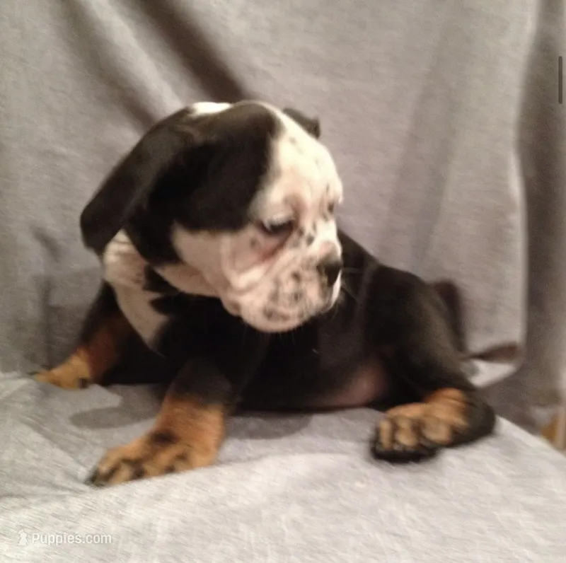 Thor – English Bulldog puppy for sale in Toms River, NJ