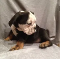 Thor, a male English Bulldog for sale in Toms River, NJ – 1 of 9