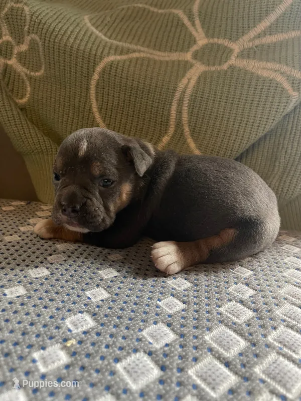 Blue – English Bulldog puppy for sale in Toms River, NJ