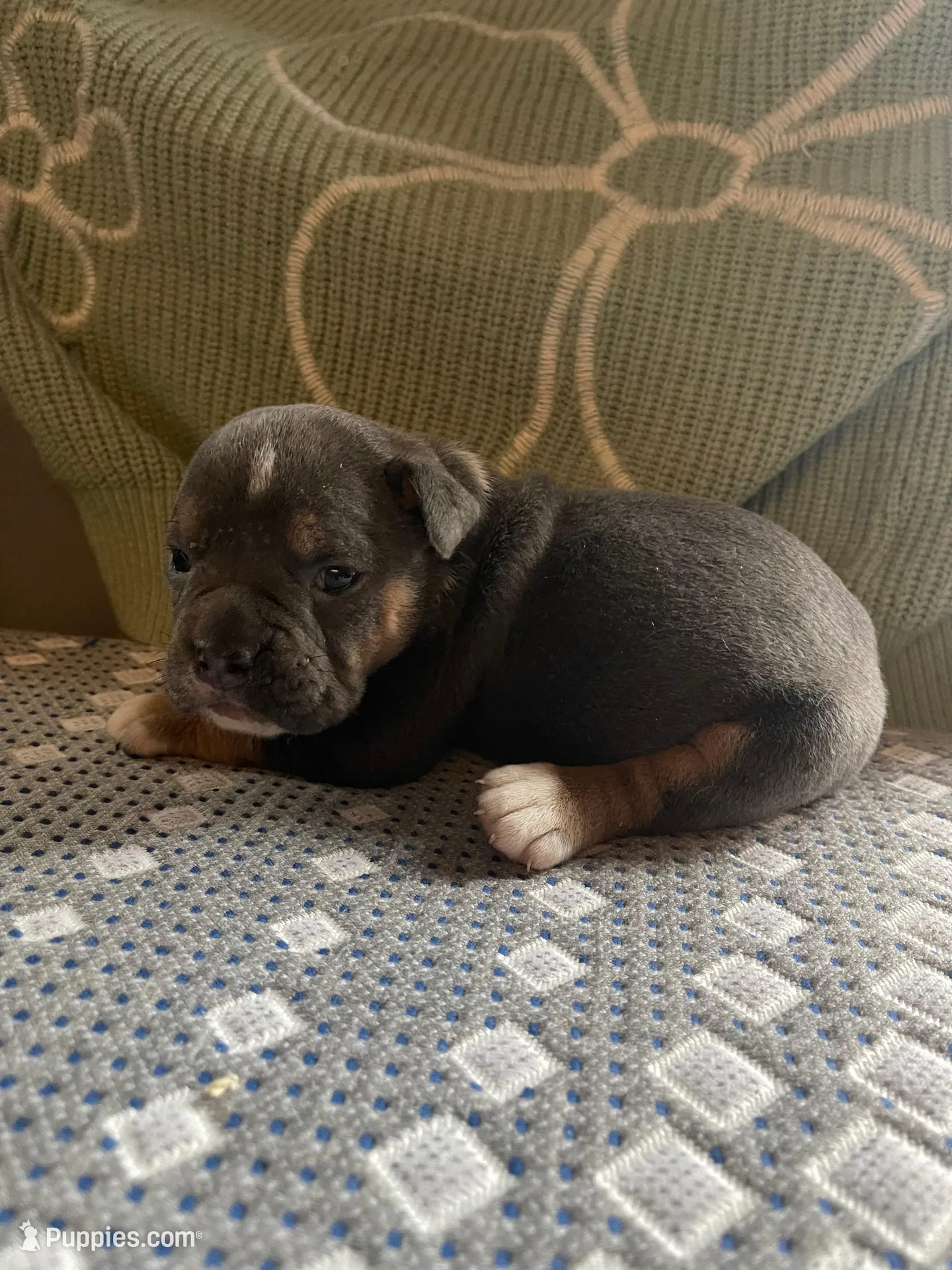 Blue, a male English Bulldog for sale in Toms River, NJ – Photo 1 of 10