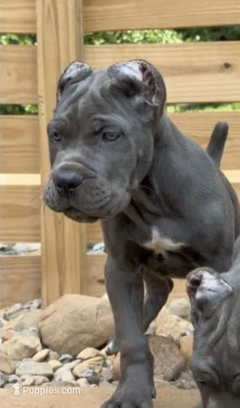 Pup1 – Cane Corso puppy for sale in Toms River, NJ
