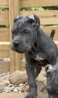 Pup1, a male Cane Corso for sale in Toms River, NJ – 1 of 8